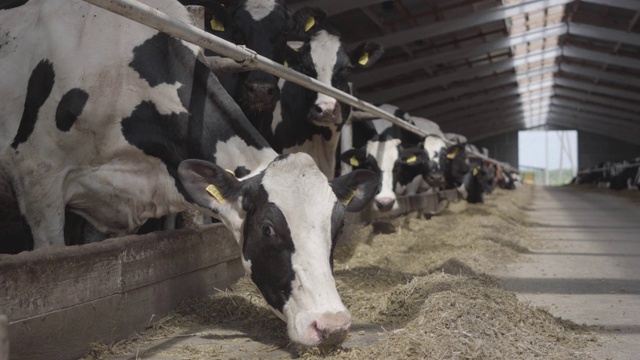 现代农场犊牛饲养过程。视频素材