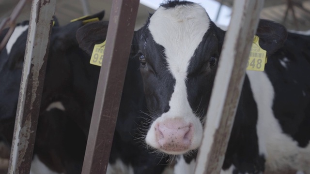 现代农场犊牛饲养过程。视频素材