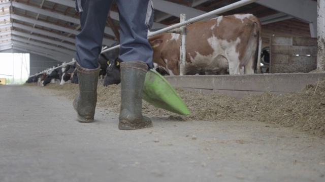 不可辨认的人的腿在牛场铲干草到奶牛近距离的橡胶靴子。视频素材