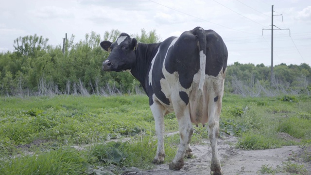 美丽孤独健康整洁的奶牛在农场的院子里散步。视频素材