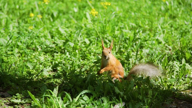 红松鼠在公园里吃坚果的特写视频素材