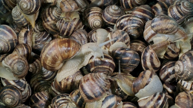活动期间小蜗牛在农场饲养。活蜗牛的背景。俯视图- 4K / 60fps视频下载