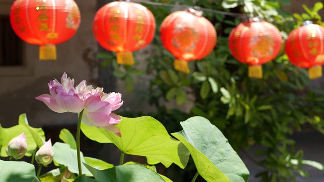 在阳光明媚的日子里，红色的纸灯笼挂在寺庙的院子里。传统的中国新年装饰。粉红色荷花和绿叶象征佛教。视频素材