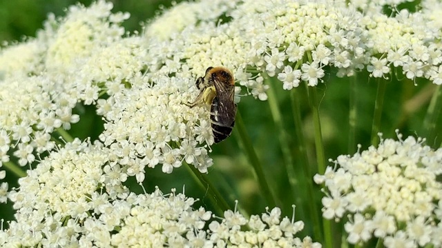 授粉的蜜蜂视频下载
