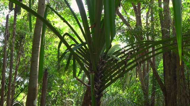 热带森林里美丽的树木，阳光透过树叶照射进来视频下载