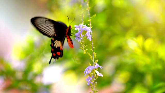 慢镜头蝴蝶在清晨树上的花上飞舞是美丽的大自然视频素材