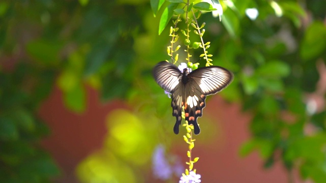 慢镜头蝴蝶在清晨树上的花上飞舞是美丽的大自然视频素材