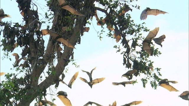 非洲赞比亚卡桑卡国家公园，果蝠群同时飞离一棵树视频素材
