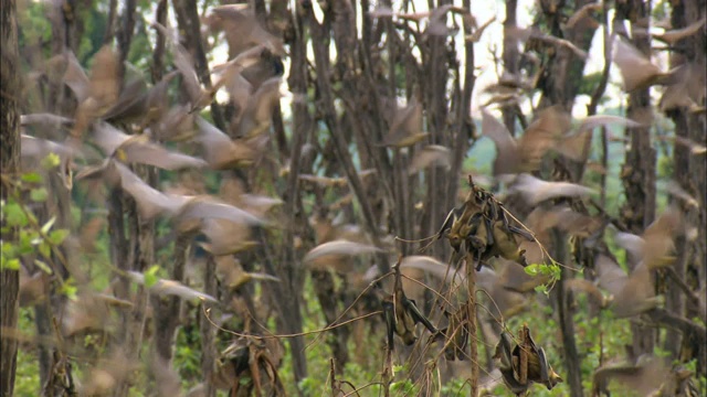 果蝠群飞在卡桑卡国家公园的树木之间，赞比亚，非洲视频素材