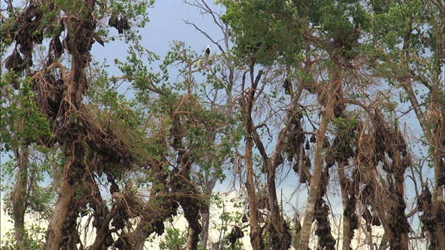 非洲赞比亚卡桑卡国家公园，果蝠群悬挂在树上，一只鱼鹰栖息在顶部视频素材