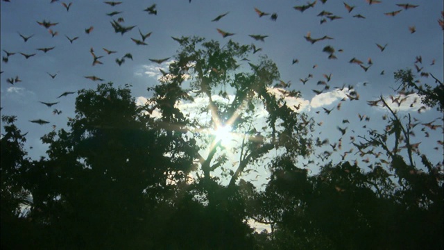 非洲赞比亚卡桑卡国家公园，果蝠群同时飞离一棵树视频素材