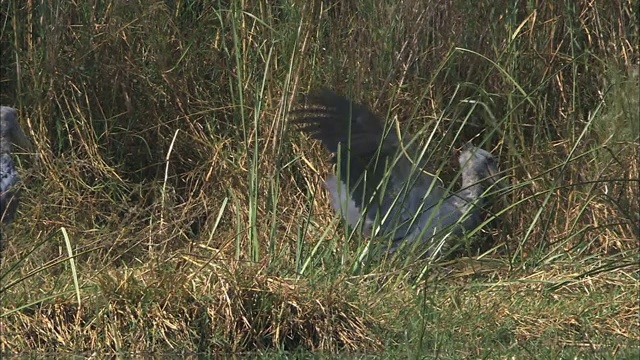 非洲赞比亚的班威乌卢沼泽中拍打着翅膀的鞋嘴鸟视频下载