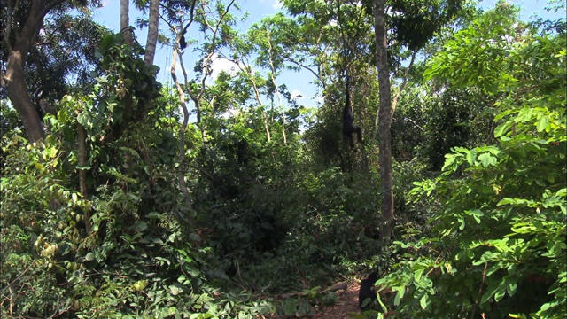 这只倭黑猩猩悬挂在热带丛林的树枝上视频下载