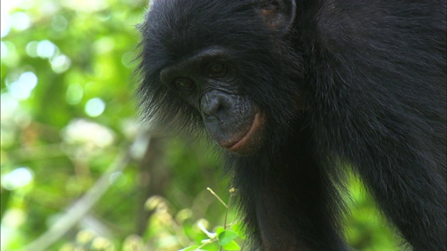 非洲刚果盆地热带丛林里的倭黑猩猩在抓鼻子视频下载