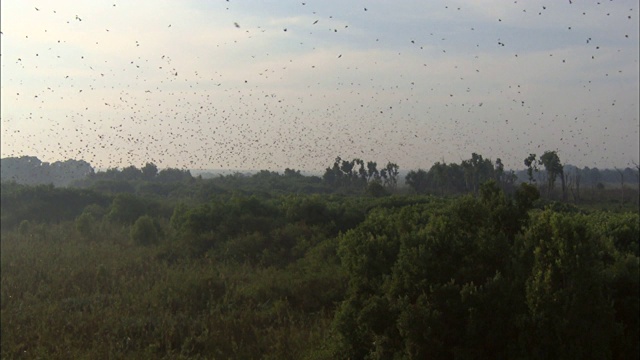 非洲赞比亚卡桑卡国家公园，果蝠群在天空中飞舞视频素材