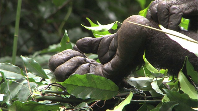 大猩猩宝宝躺在热带丛林的一棵树上视频下载