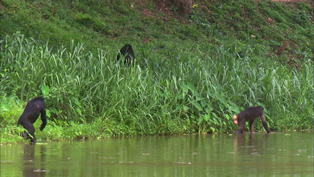 雄性和雌性倭黑猩猩行走在热带丛林的河边视频下载