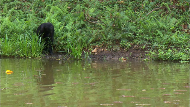 行走在非洲刚果盆地热带丛林河边的倭黑猩猩视频下载
