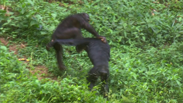 倭黑猩猩在热带丛林的河边玩耍视频下载