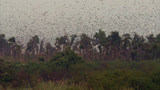 卡桑卡国家公园的天空中成群的果蝠视频素材