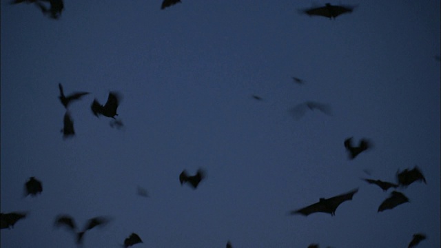 果蝠群飞过卡桑卡国家公园的天空，赞比亚，非洲视频素材