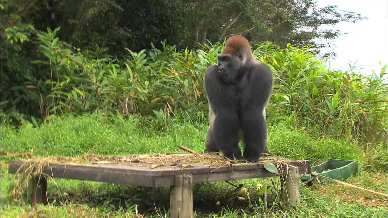 雄性G. G.大猩猩奔跑，用他的手拍打他的胸部，莱西奥-洛纳野生动物保护区，刚果，非洲视频下载
