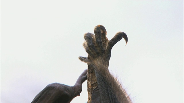 非洲赞比亚卡桑卡国家公园，果蝠的脚紧紧抓住树枝的末端视频下载