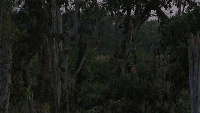 非洲赞比亚卡桑卡国家公园，果蝠群飞翔视频素材