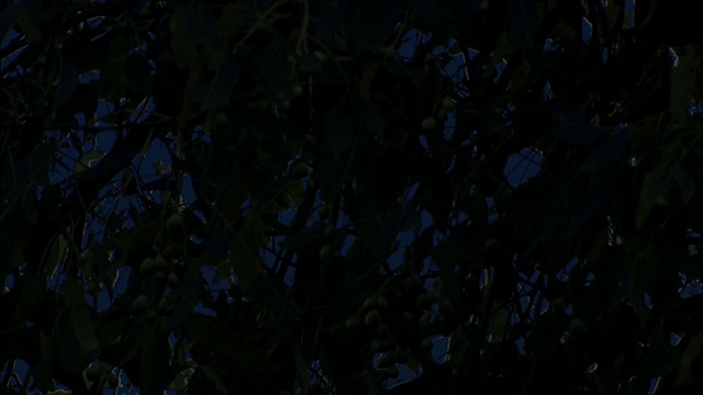 非洲赞比亚卡桑卡国家公园，果蝠群晚上挂在树上视频素材