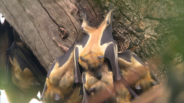 在卡桑卡国家公园，果蝠在寻找睡觉的地方视频下载