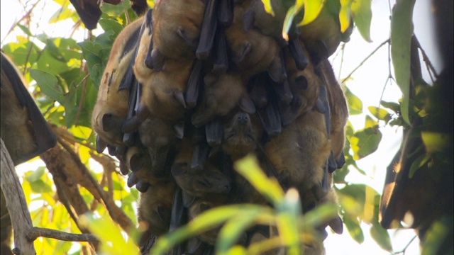 非洲赞比亚卡桑卡国家公园，果蝠聚集在一棵树上睡觉视频素材