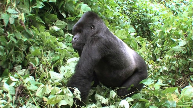 雄性山地大猩猩穿过维龙加国家公园的灌木丛视频下载