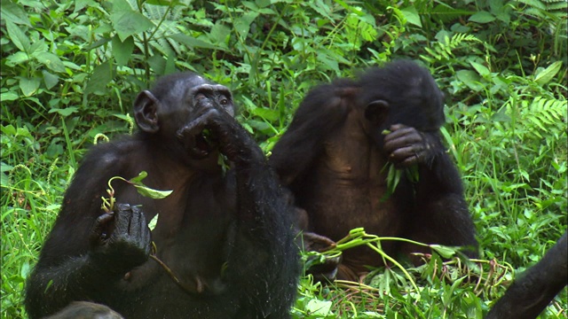 非洲刚果盆地热带丛林里的倭黑猩猩在吃草视频下载