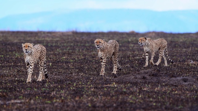非洲肯尼亚，马赛马拉国家保护区，猎豹，jubatus，行走的四兄弟视频下载