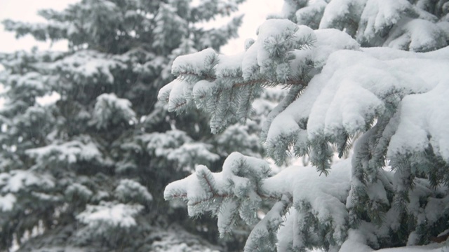 冬天的季节。积雪的冷杉树在暴风雪中。视频下载