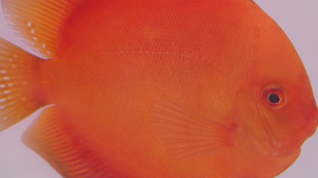 近距离拍摄的扁平橙色鱼游泳和转身在水族馆平静。视频下载
