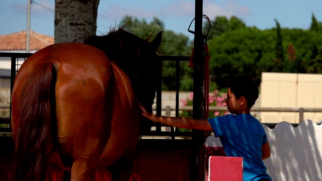 男孩碰了碰马厩里的一匹棕色马视频下载