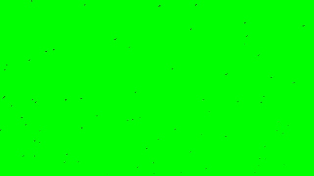 绿色的屏幕循环背景从小鸟从右下方飞到上方和左侧视频素材