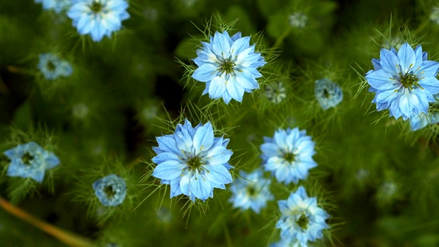 大马士革黑麦属初夏开花植物，具有不同深浅的蓝色小花，呈绿色小灌木。视频素材