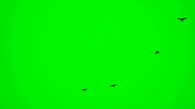 绿色的屏风上飞着黑色的乌鸦。视频素材