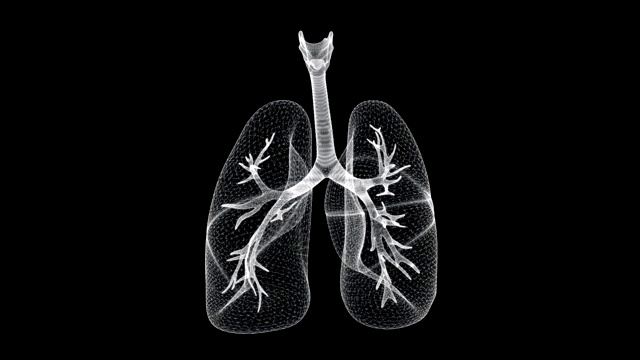 全息屏幕的肺，呼吸道和细支气管的一个人体循环视频下载