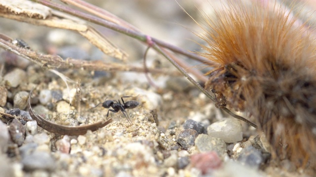 死掉的毛毛虫和普通的蚂蚁视频素材