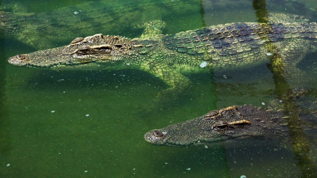 鳄鱼漂浮在池塘里。视频素材