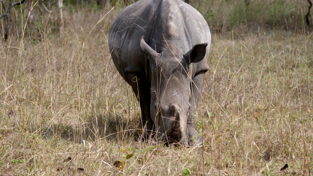 非洲白犀牛在野生动物大草原的灌木丛中吃草视频下载