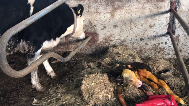 刚出生的小牛和妈妈在农场的谷仓里视频素材