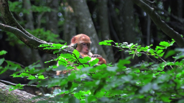 巴巴里猿猴穿过另一只猴子的视频下载