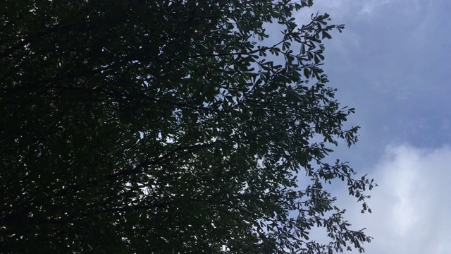 夏日风里的4K树叶。视频素材