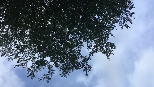夏日风里的4K树叶。视频素材
