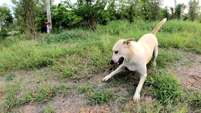 在低处，一只白色的泰国狗跑了进来寻找快乐。视频素材