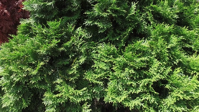 Thuja是柏科(柏科)单系Thujopsis中的一个针叶树属，俗称arborvitae近叶视频素材